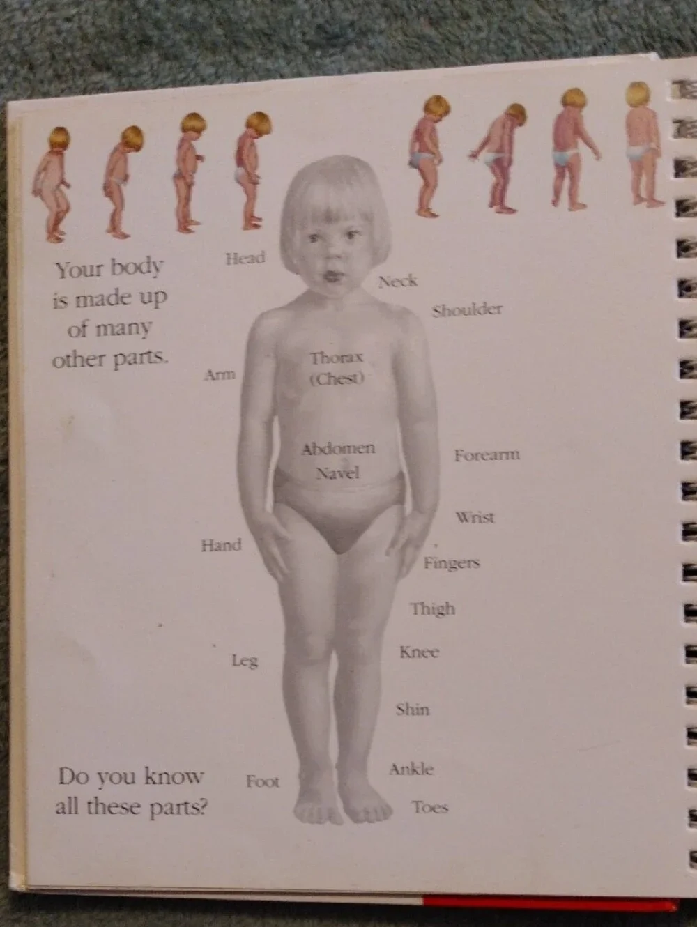 3/$15 - The Human Body
